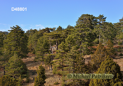 Cyprus Mediterranean forests